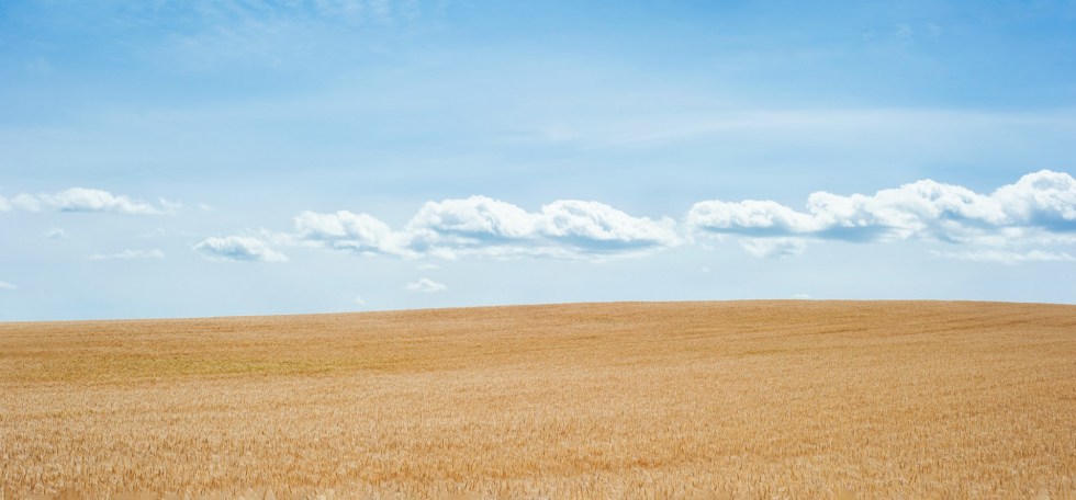 Wheat Field Blue sky