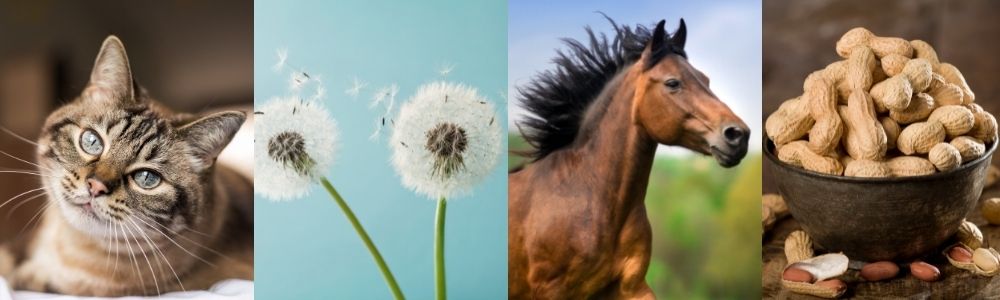array of allergens - cat, horse, pollen