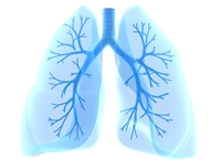 bronchoscopy-lungs