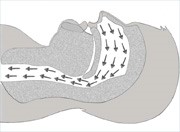 Normal Airway